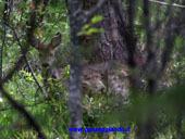 Il capriolo