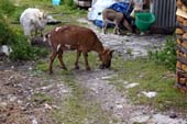 Animali al Falier