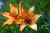 Fiore al Rifugio Falier