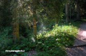 Nel bosco