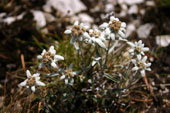 Mazzo di Stelle alpine