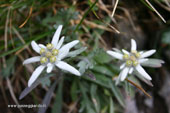 Stelle alpine