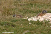 Marmotte