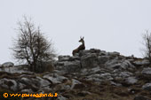 Camoscio