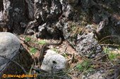 Una vipera