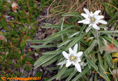 Stella alpina