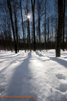 alberi