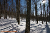 ancora nel bosco