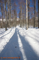 nel bosco ...
