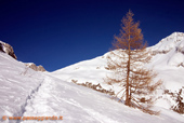 L'albero