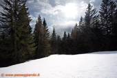 Alberi