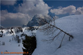 l'albero con vista sul Pelmo