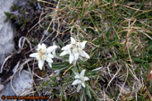 Stelle Alpine ...... numerosissime