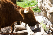 Yak