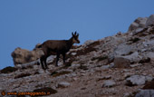 Camoscio foto