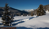 Alberi neve e il Becco