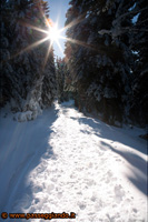 Sentiero nel bosco Vezzena