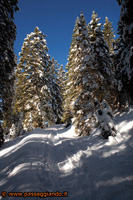 nel bosco di Cima Vezzena