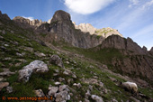 Pecore e salita verso le scalette